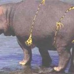 funny_hippo
