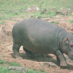 hippo11